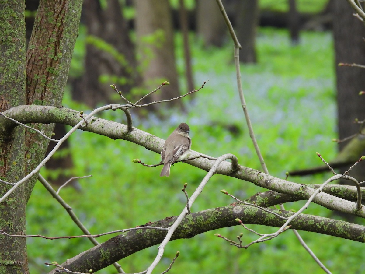 Eastern Phoebe - James Van Someren