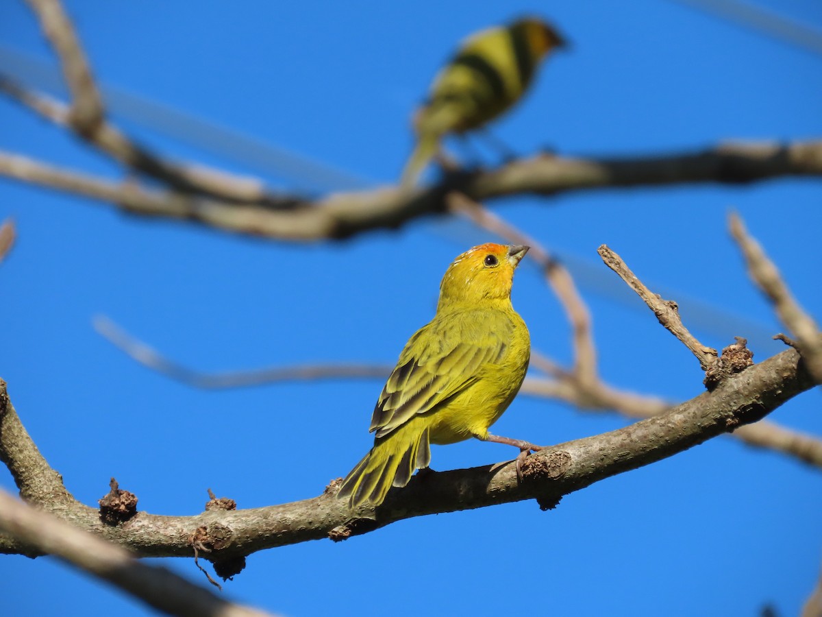 Saffron Finch - Márcio Alves Cardoso