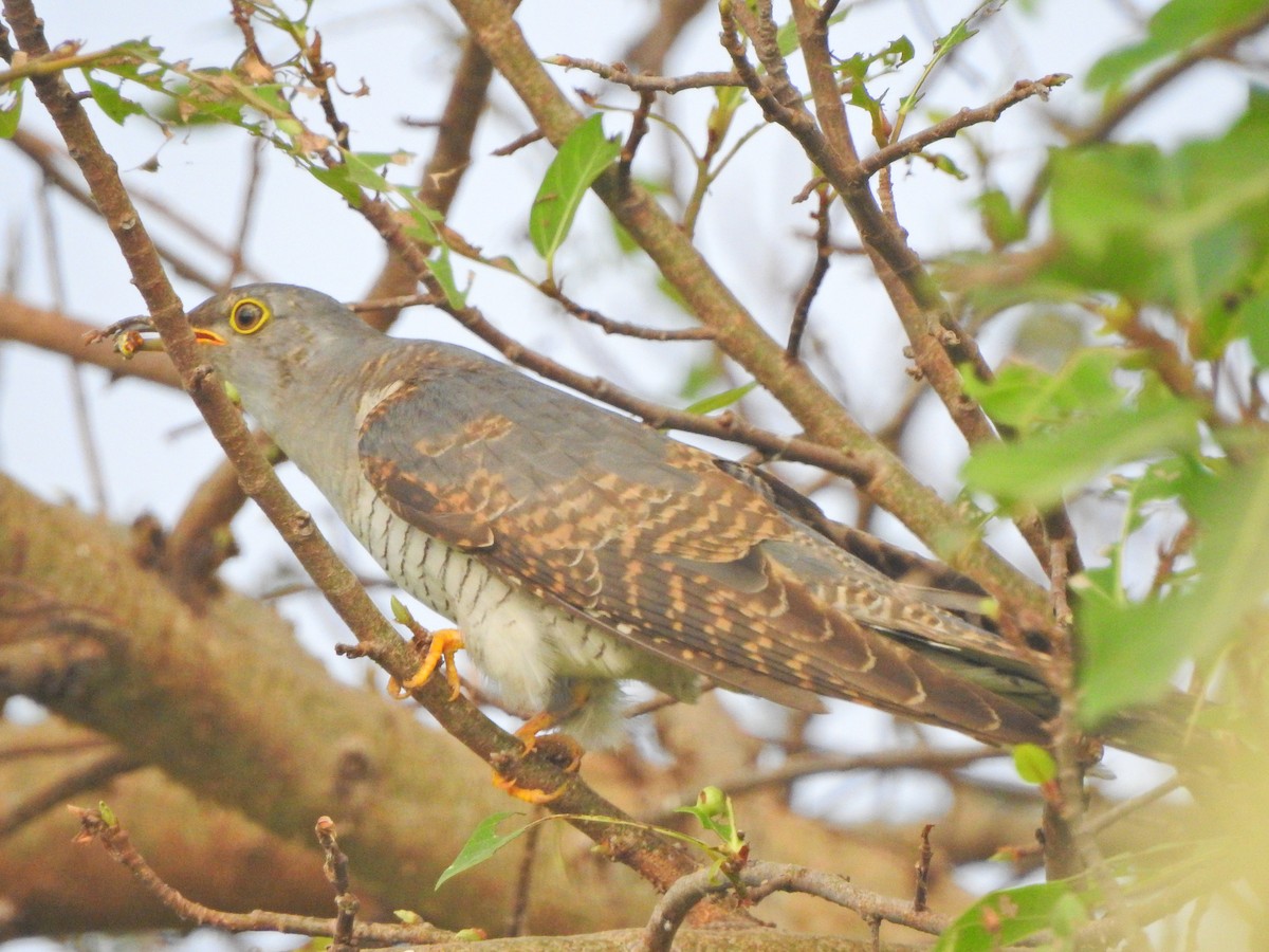 Common Cuckoo - Jayendra Rakesh Yeka