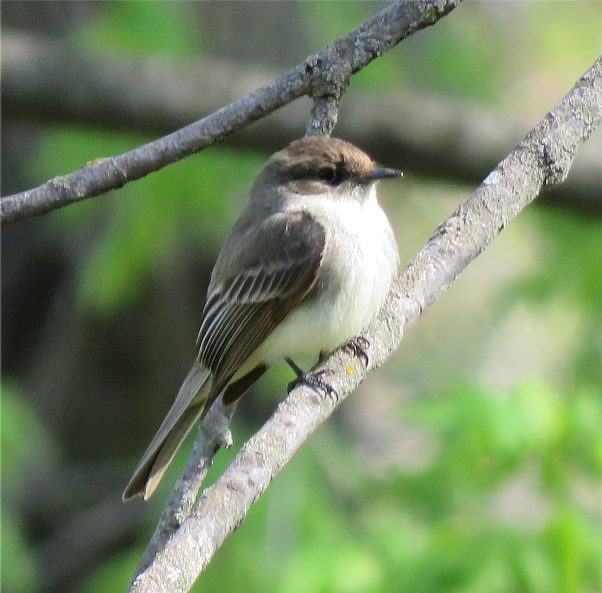 Eastern Phoebe - Jo-Ann Moore