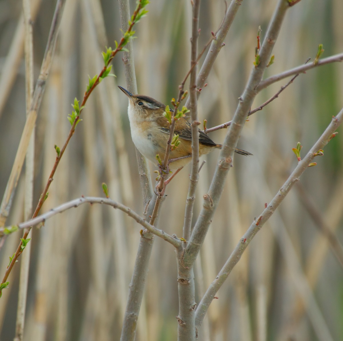 Marsh Wren - Gregory Ball