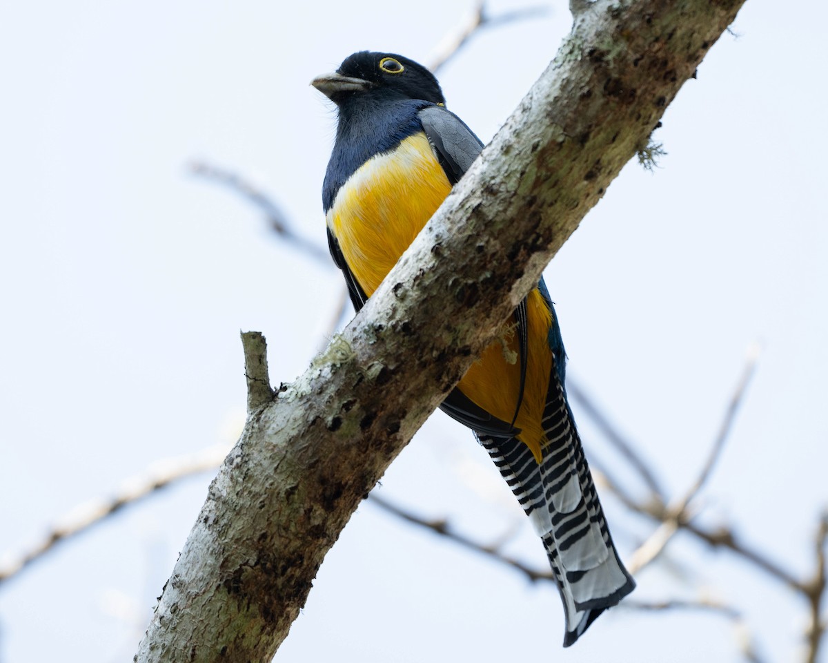 Gartered Trogon - Anthony Kaduck