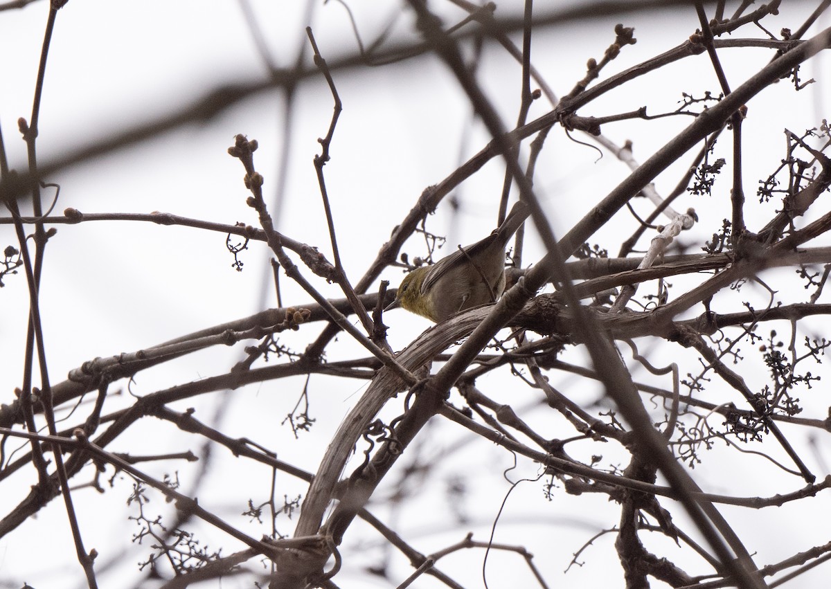 Pine Warbler - ML618087767