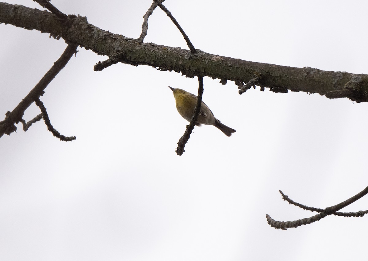 Pine Warbler - ML618087768