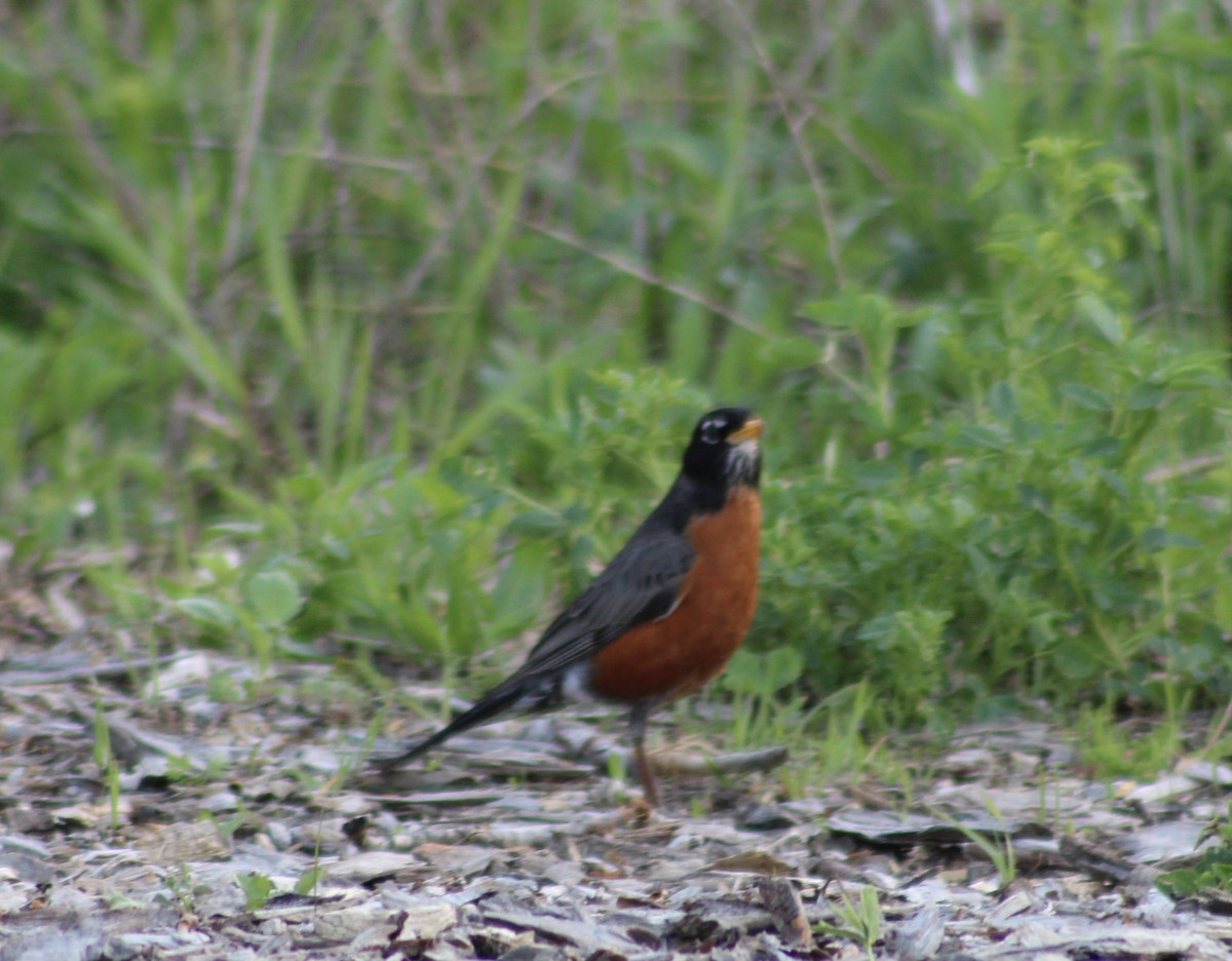 American Robin - kim nordquest