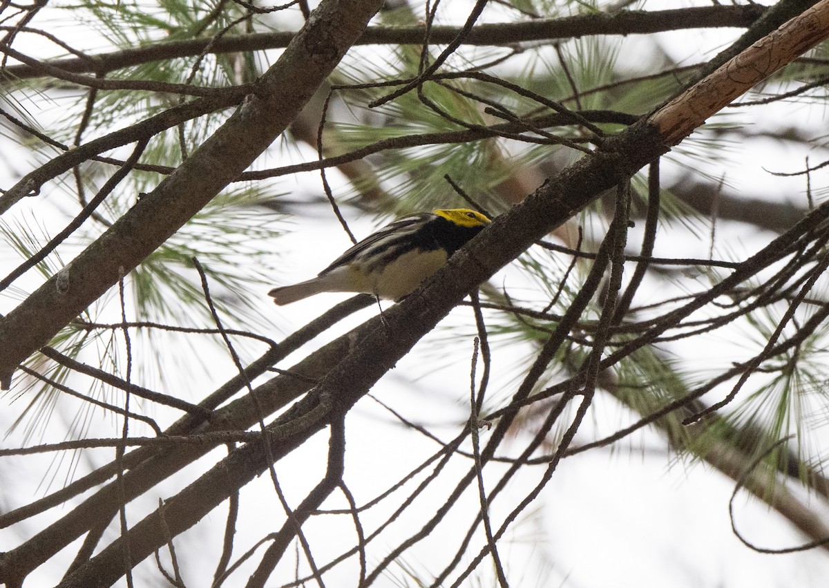 Black-throated Green Warbler - ML618087785