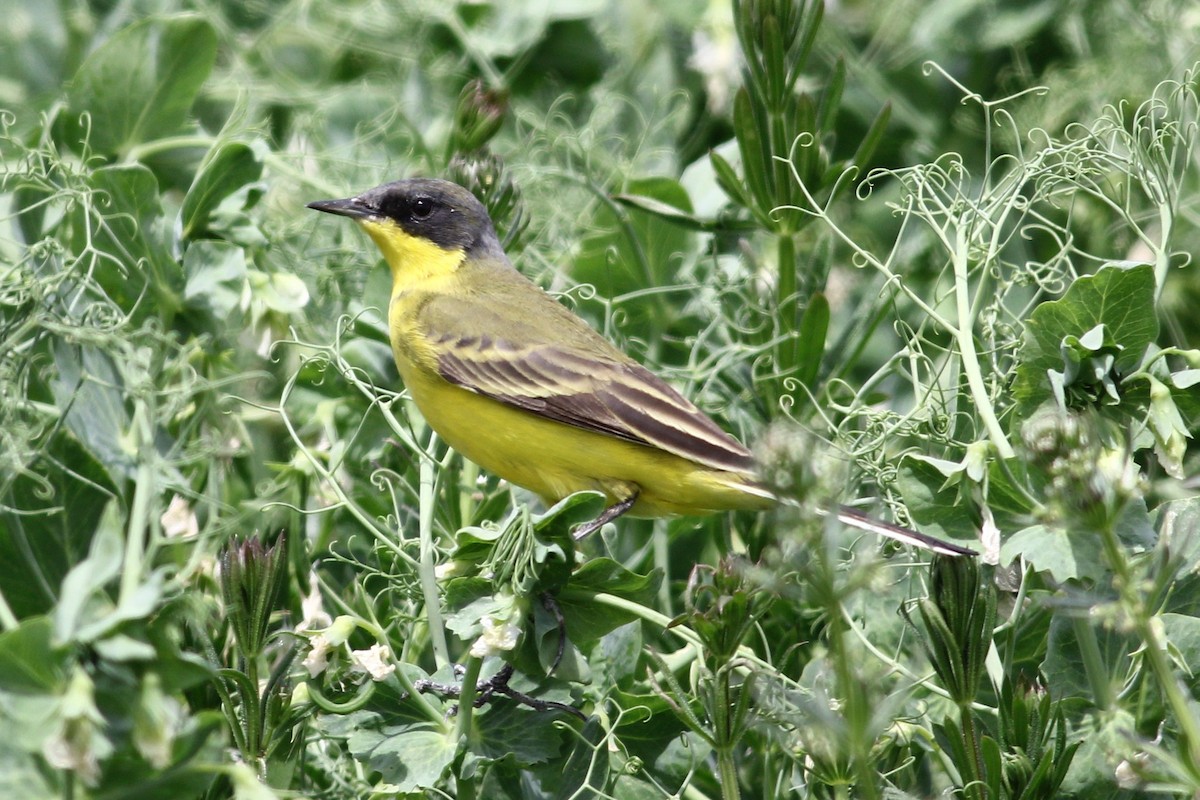 Western Yellow Wagtail (thunbergi) - Alfredo Sánchez Galán