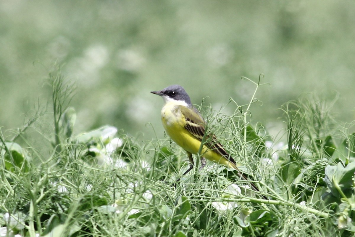 Western Yellow Wagtail (cinereocapilla) - Alfredo Sánchez Galán