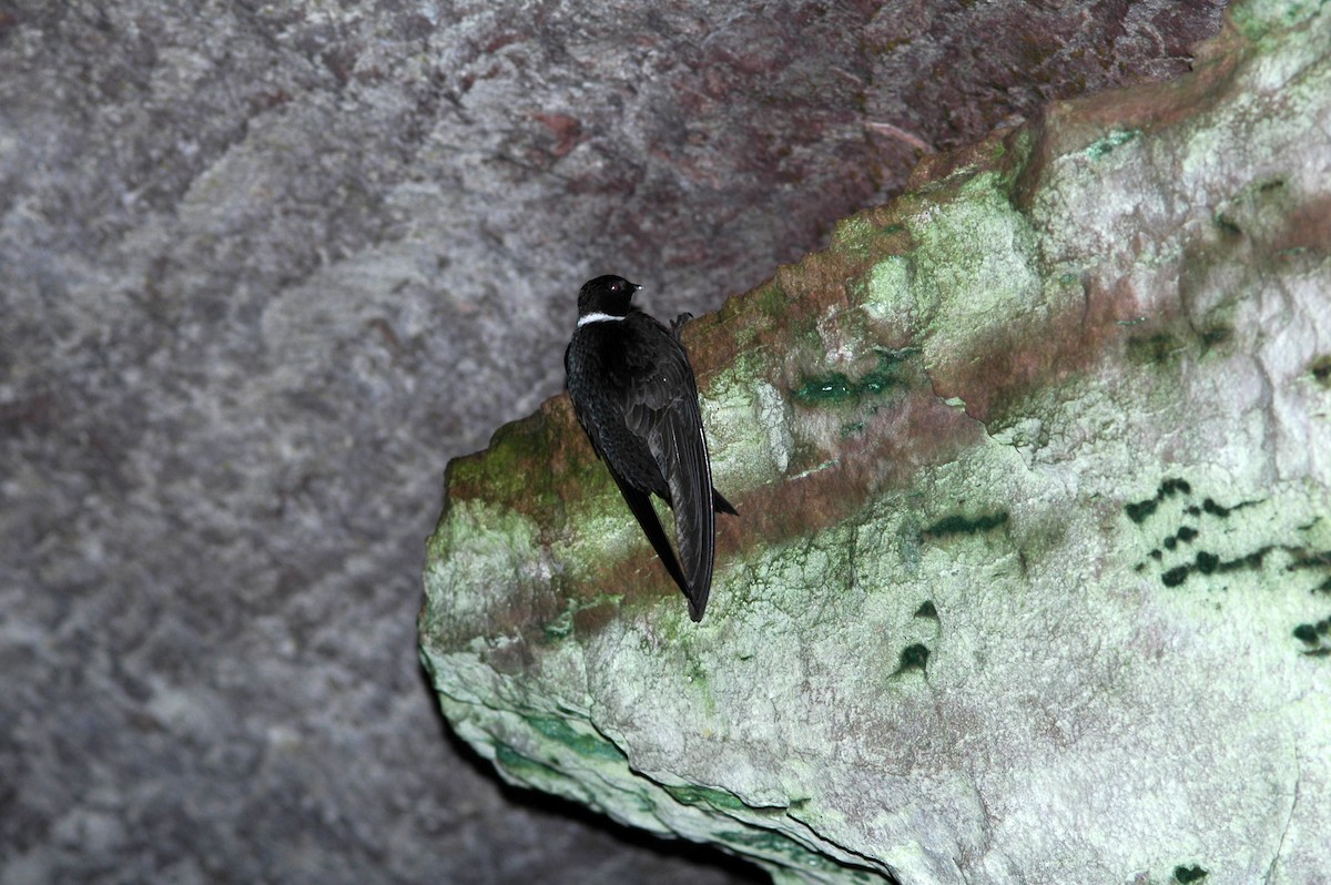 White-collared Swift - javier  mesa