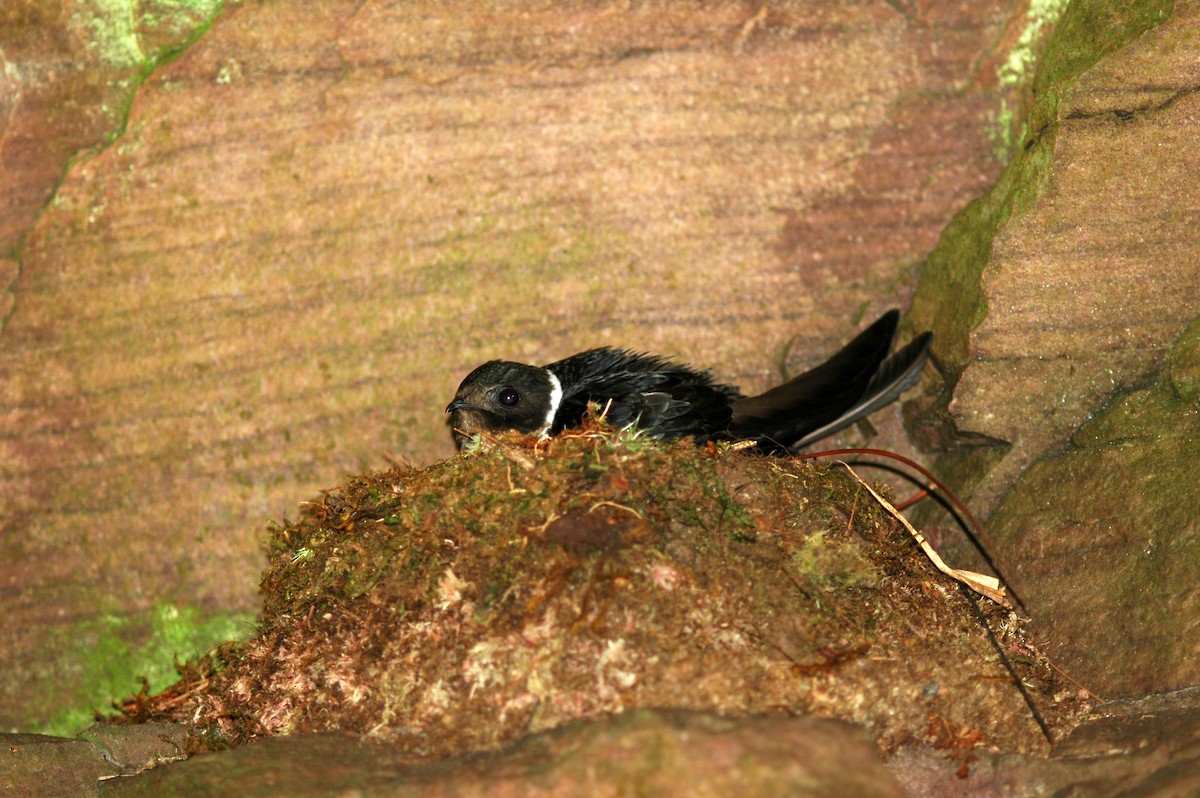 White-collared Swift - javier  mesa