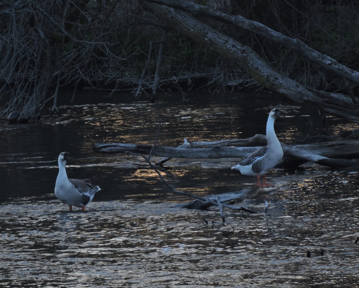 Swan Goose (Domestic type) - Eric Michael