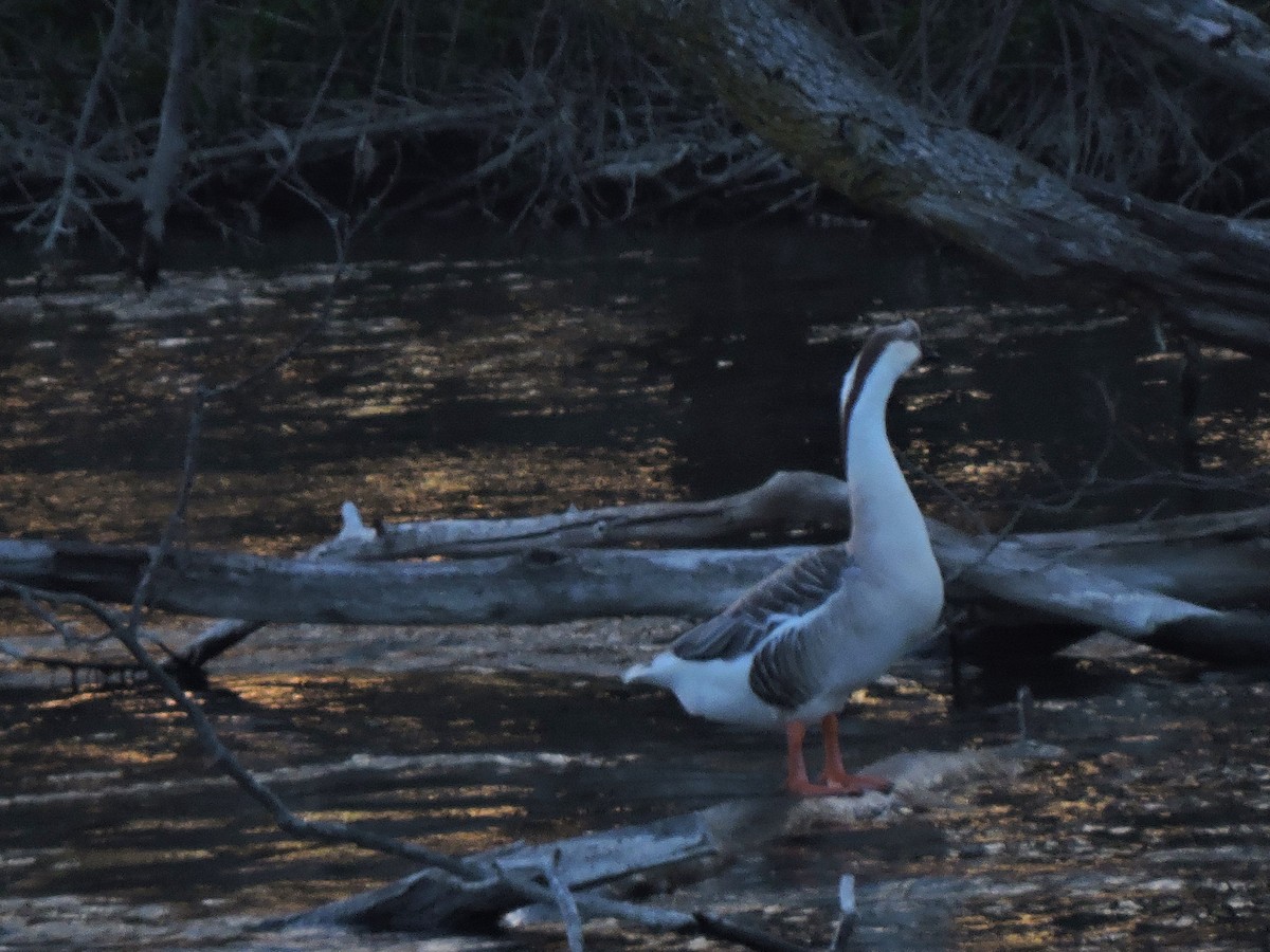 Swan Goose (Domestic type) - Eric Michael