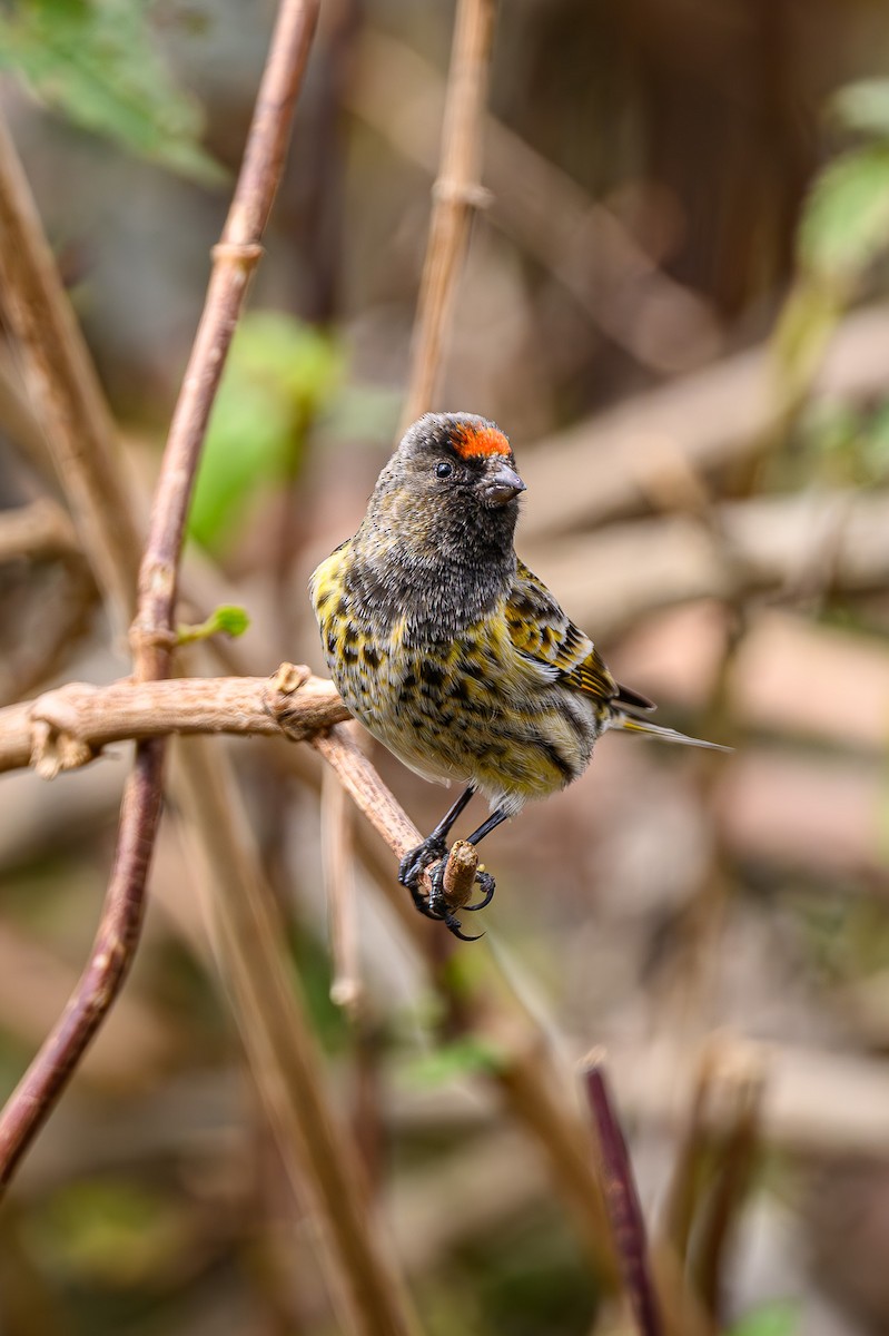 Fire-fronted Serin - Sudhir Paul