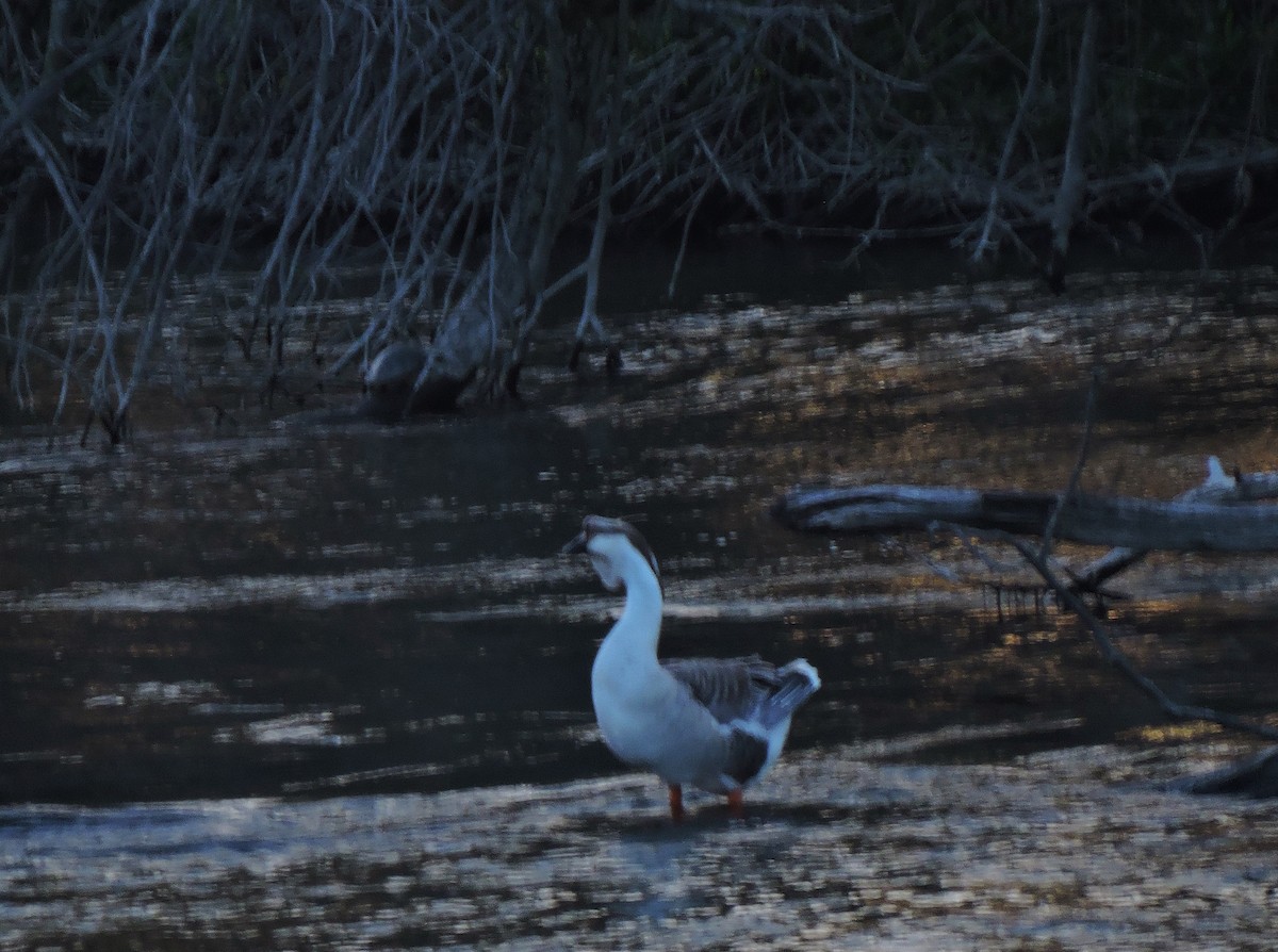 Swan Goose (Domestic type) - Eric Michael