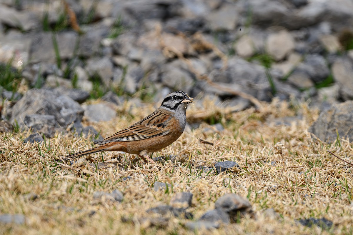 Rock Bunting - ML618087830