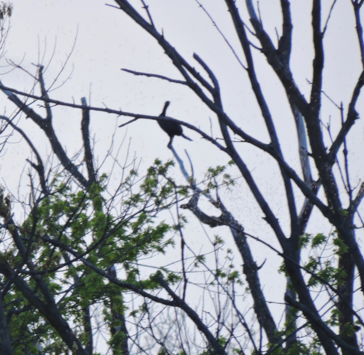 Double-crested Cormorant - ML618087849