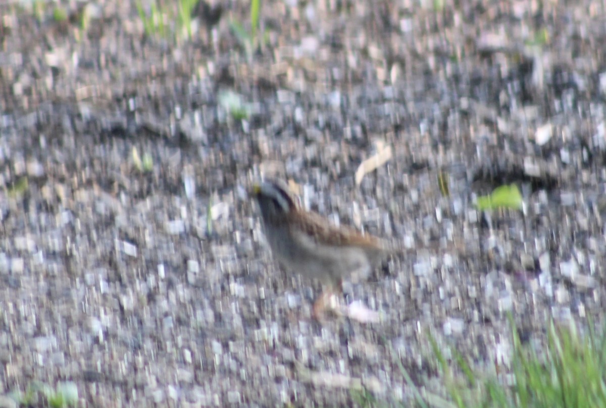 White-throated Sparrow - ML618087859