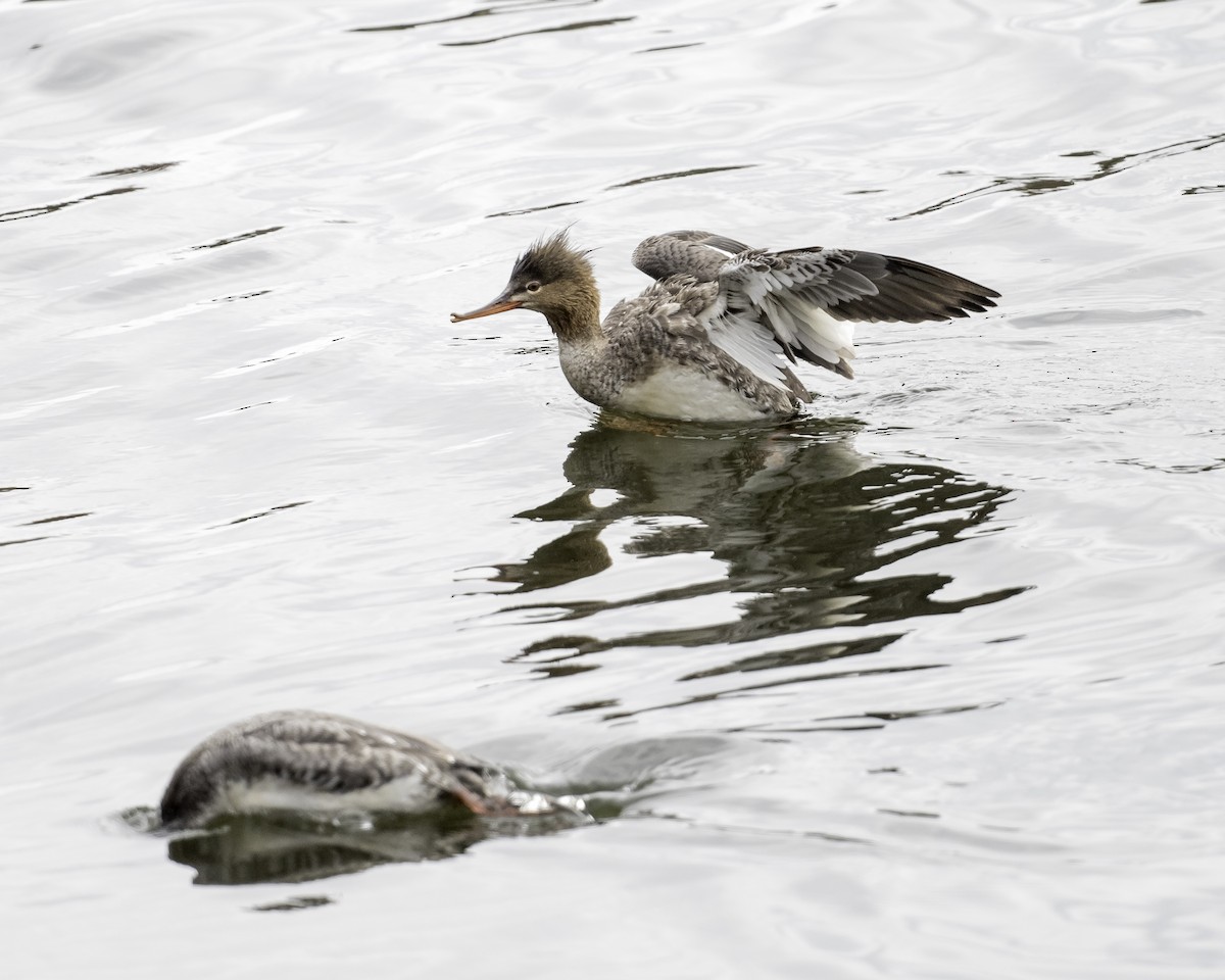 Red-breasted Merganser - ML618087878