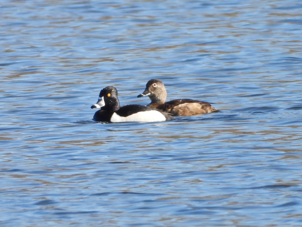 Ring-necked Duck - valerie pelchat