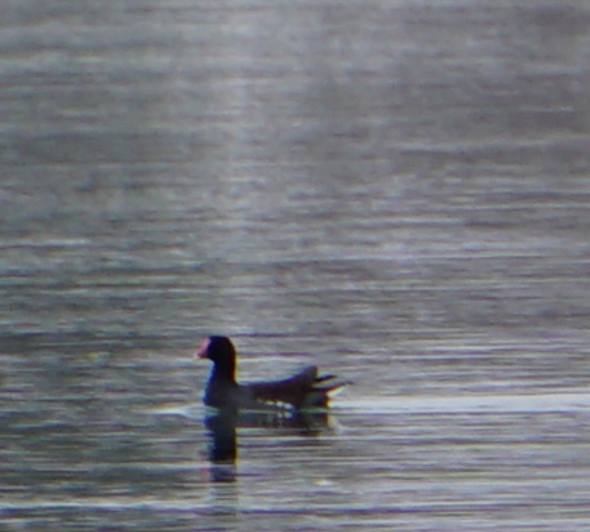 Common Gallinule - ML618087890