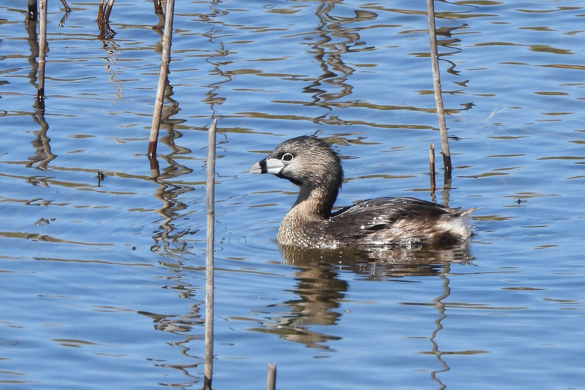 Pied-billed Grebe - James Scott