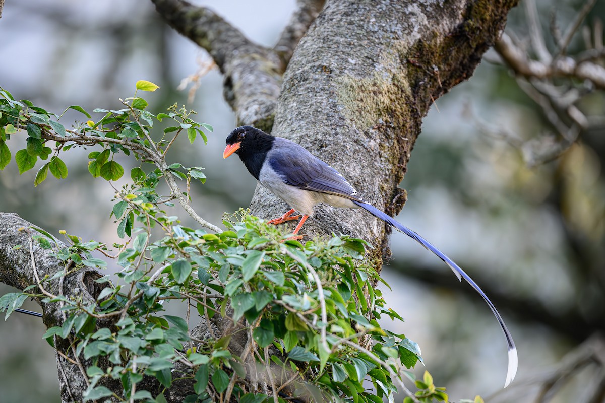 Red-billed Blue-Magpie - ML618087911