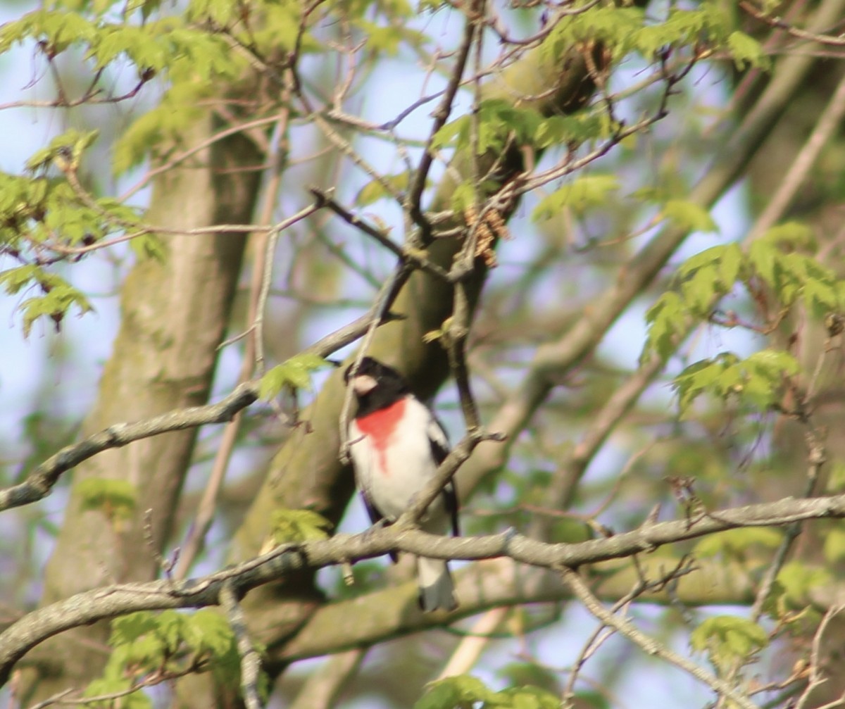 Rose-breasted Grosbeak - ML618087920