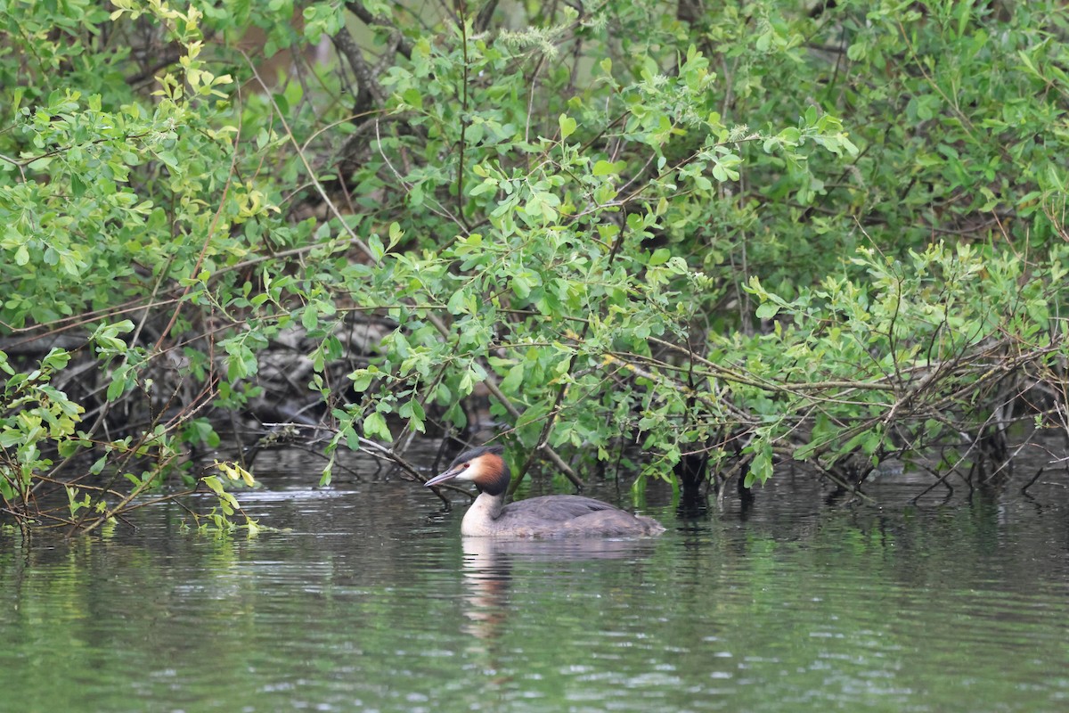 Great Crested Grebe - ML618087922