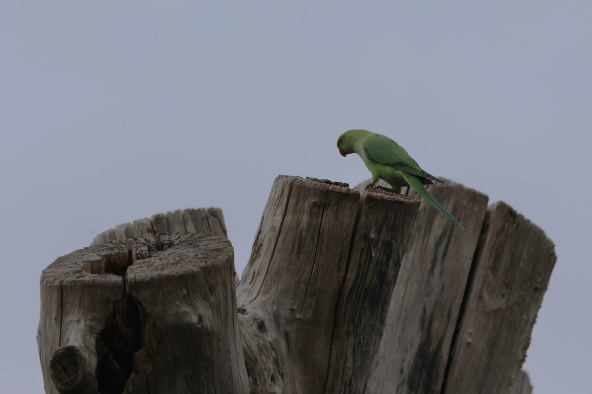 Rose-ringed Parakeet - ML618087935