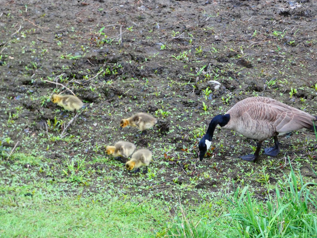 Canada Goose - Aldrin Leung