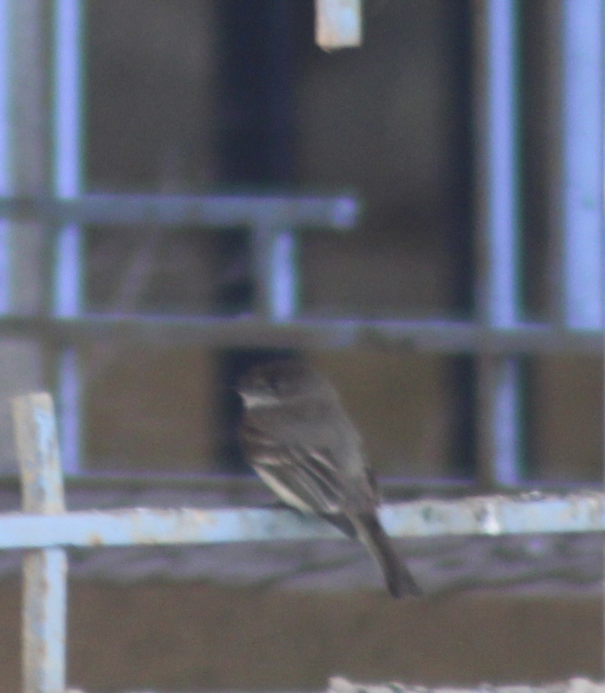 Eastern Phoebe - ML618087951