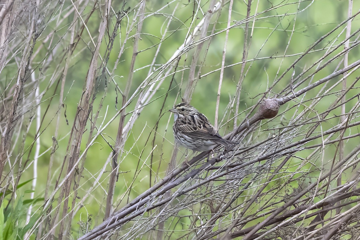 Savannah Sparrow - Paul Beerman