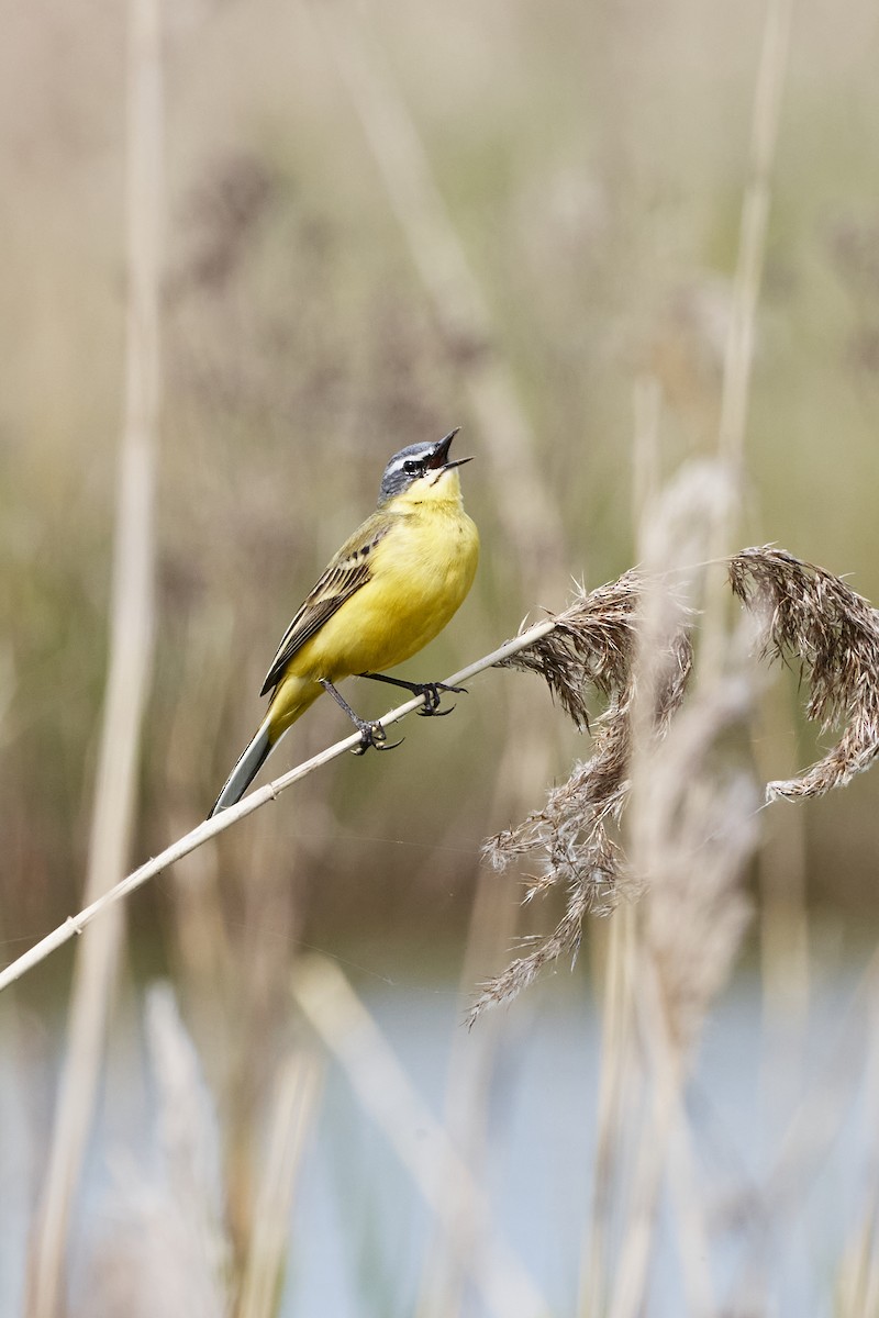 Western Yellow Wagtail - Monika Kolodziej