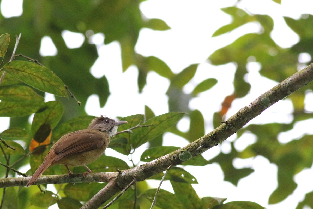 Gray-cheeked Bulbul - ML618087965