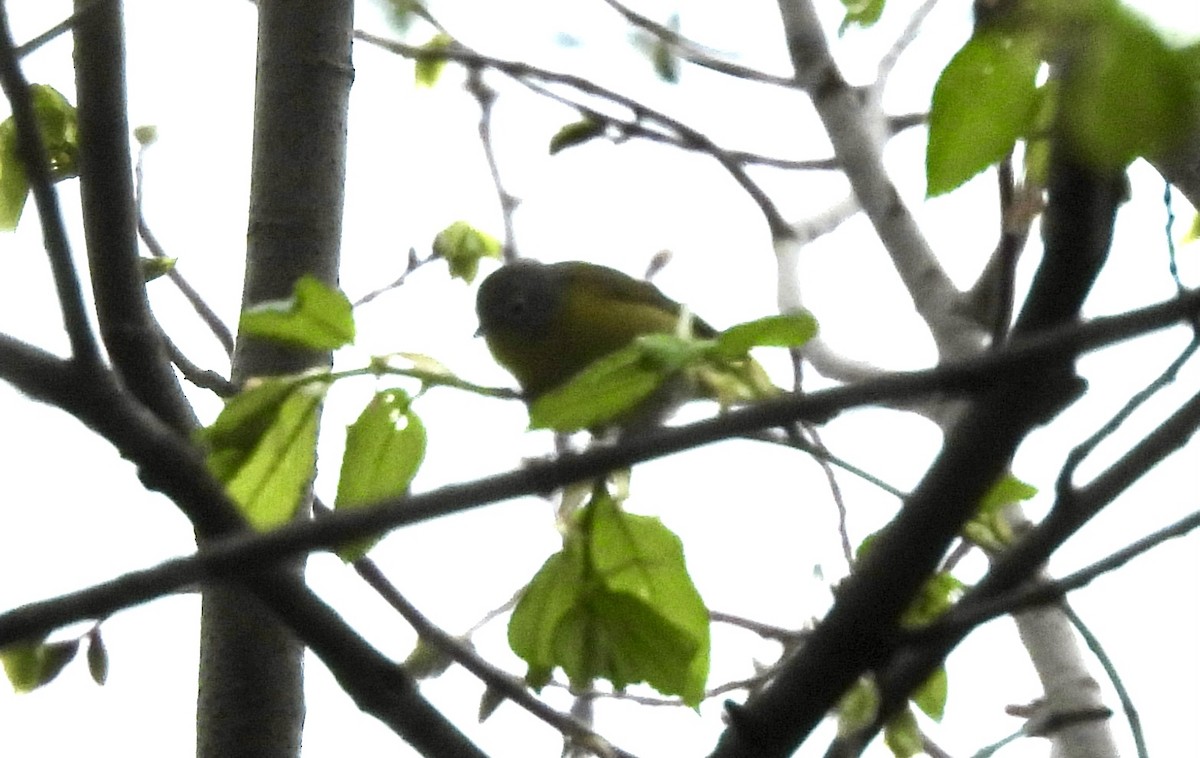 Nashville Warbler - James Van Someren