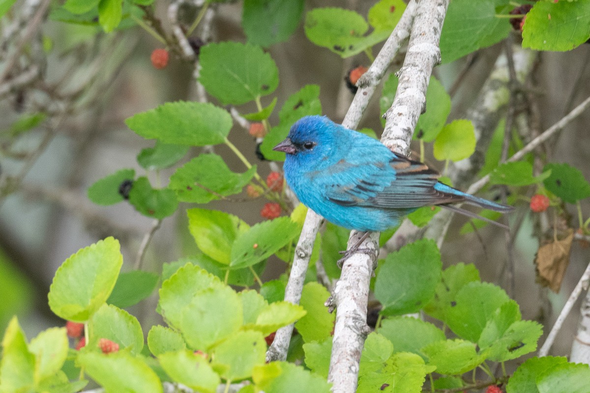 Indigo Bunting - ML618087969