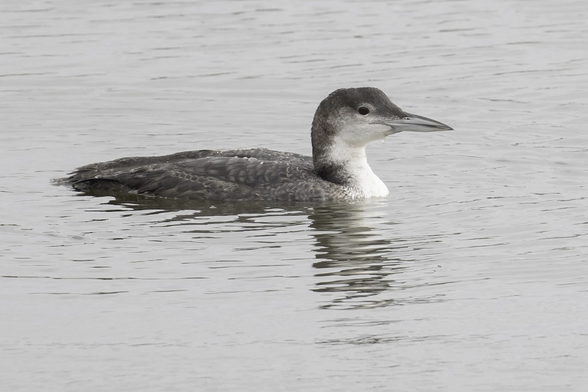 Common Loon - Stan Deutsch