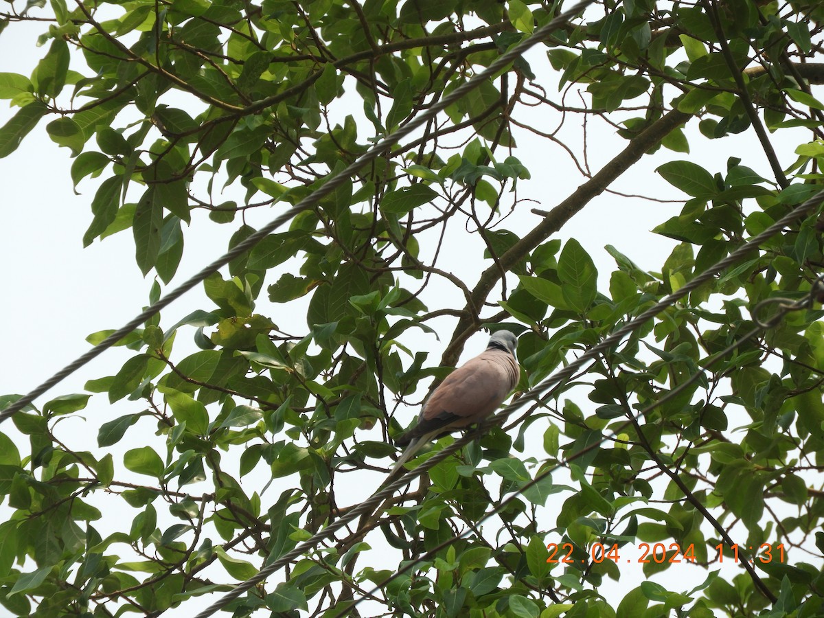 Red Collared-Dove - Sharad Apte