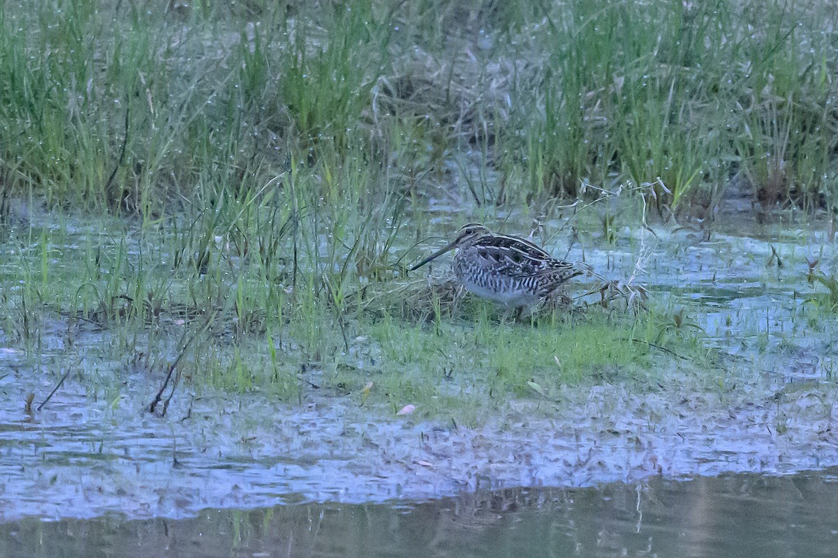 Wilson's Snipe - ML618087984