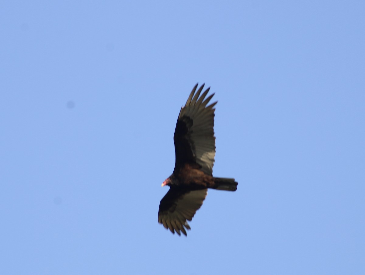 Turkey Vulture - ML618087999