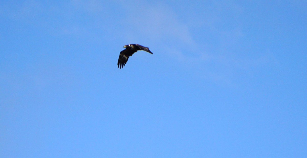 Bald Eagle - ML618088030