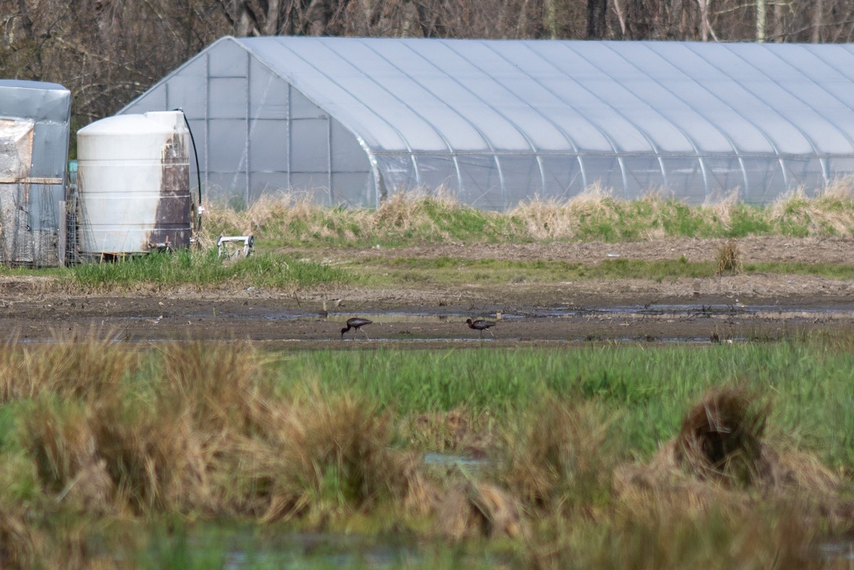 Glossy Ibis - ML618088031