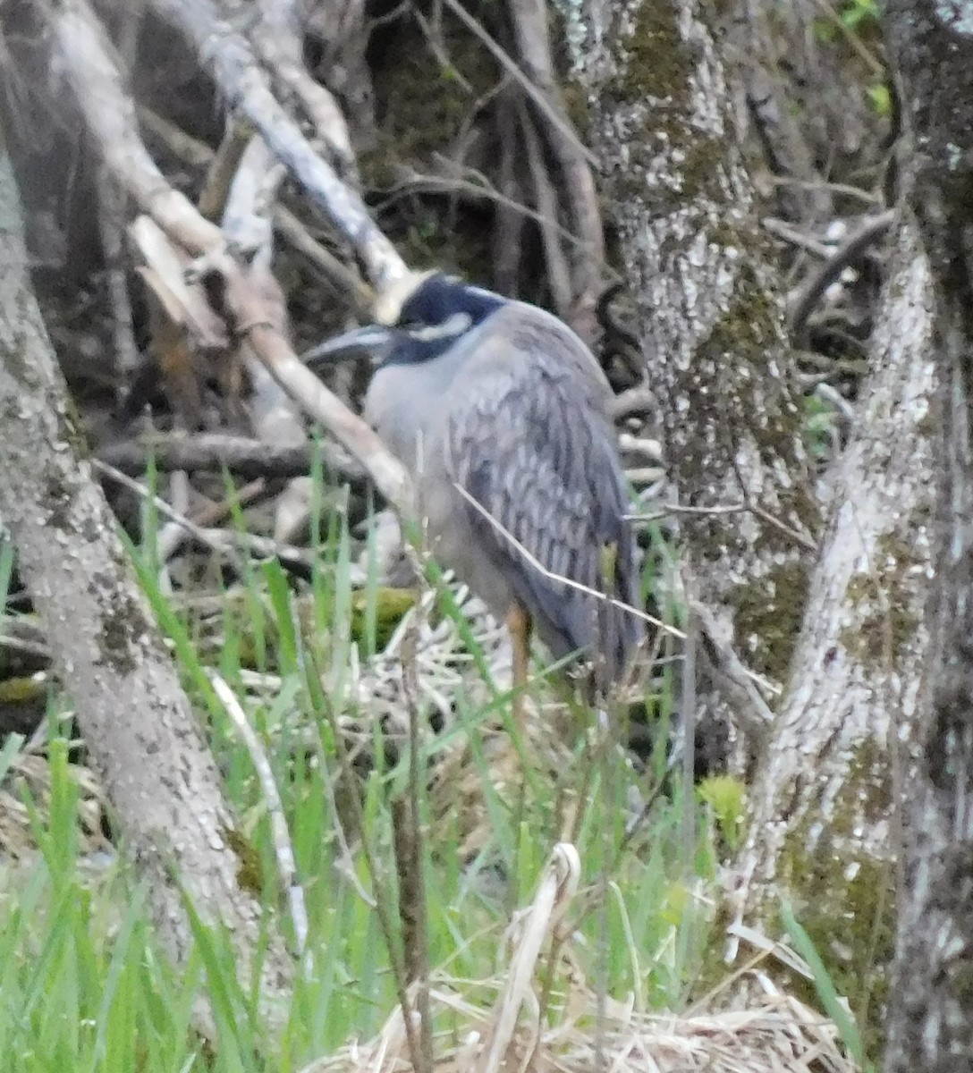 Yellow-crowned Night Heron - ML618088065