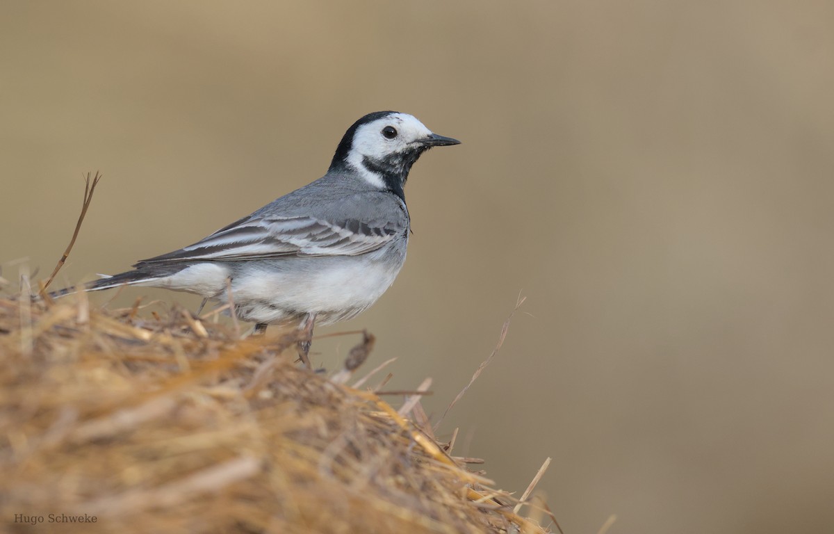 White Wagtail - Hugo Schweke