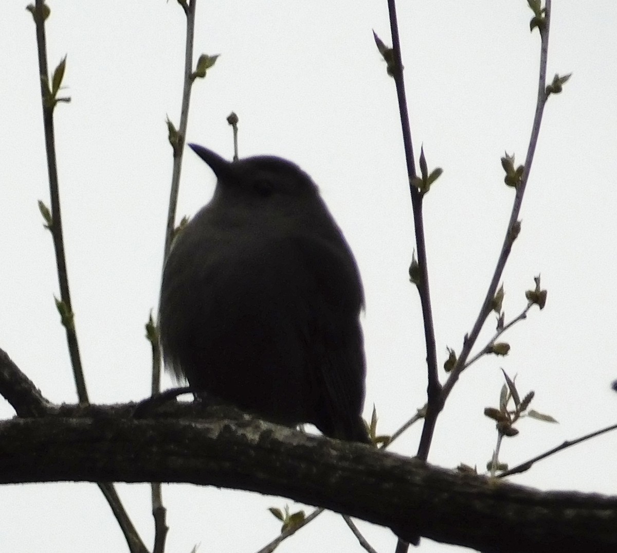 Gray Catbird - ML618088090