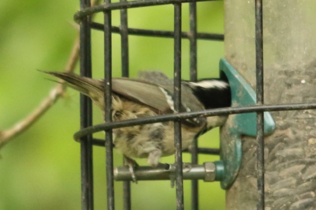 Coal Tit - ML618088091