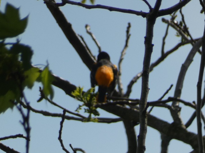 Baltimore Oriole - ML618088114