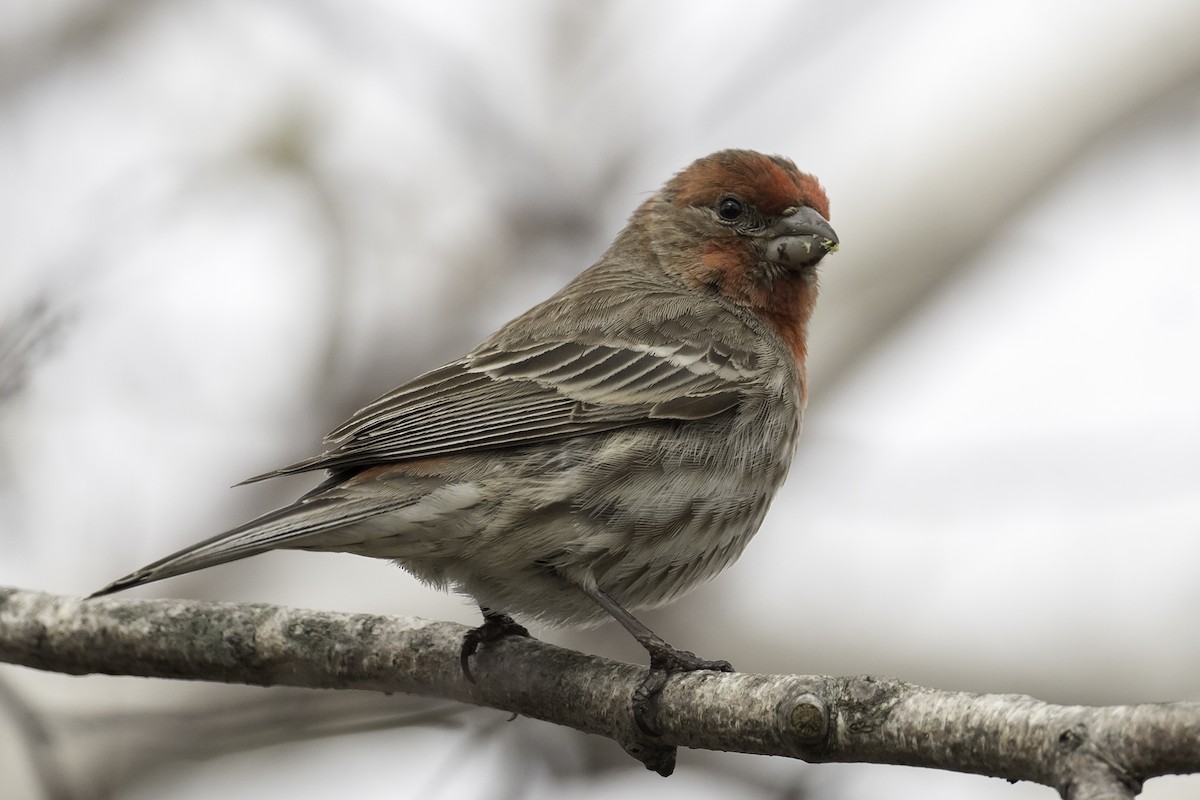 House Finch - ML618088122