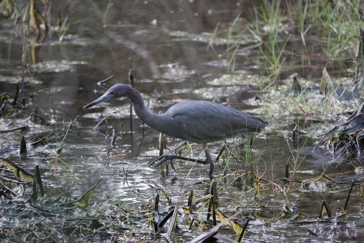 Little Blue Heron - John  Paalvast