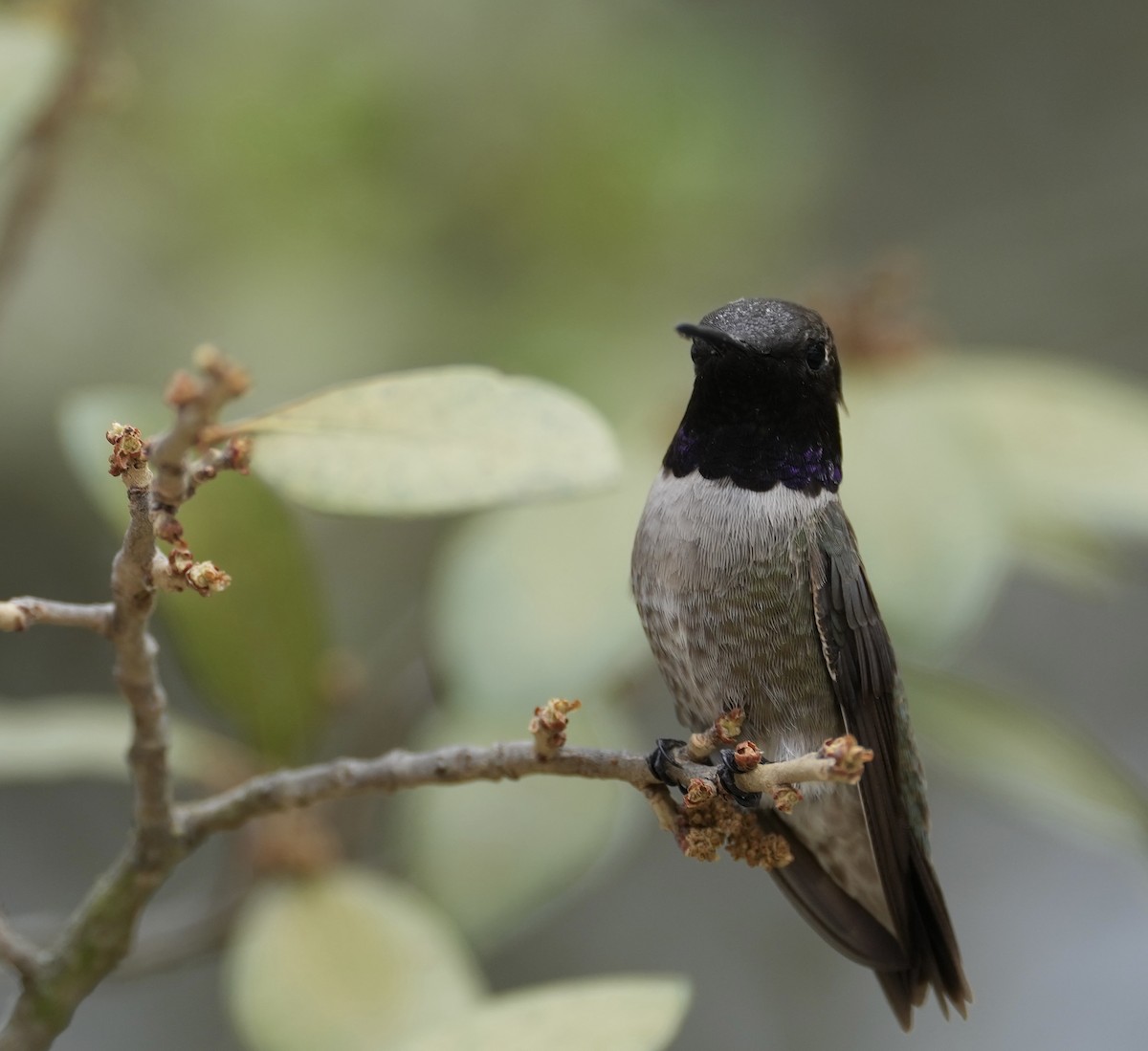 Black-chinned Hummingbird - Donald Estep